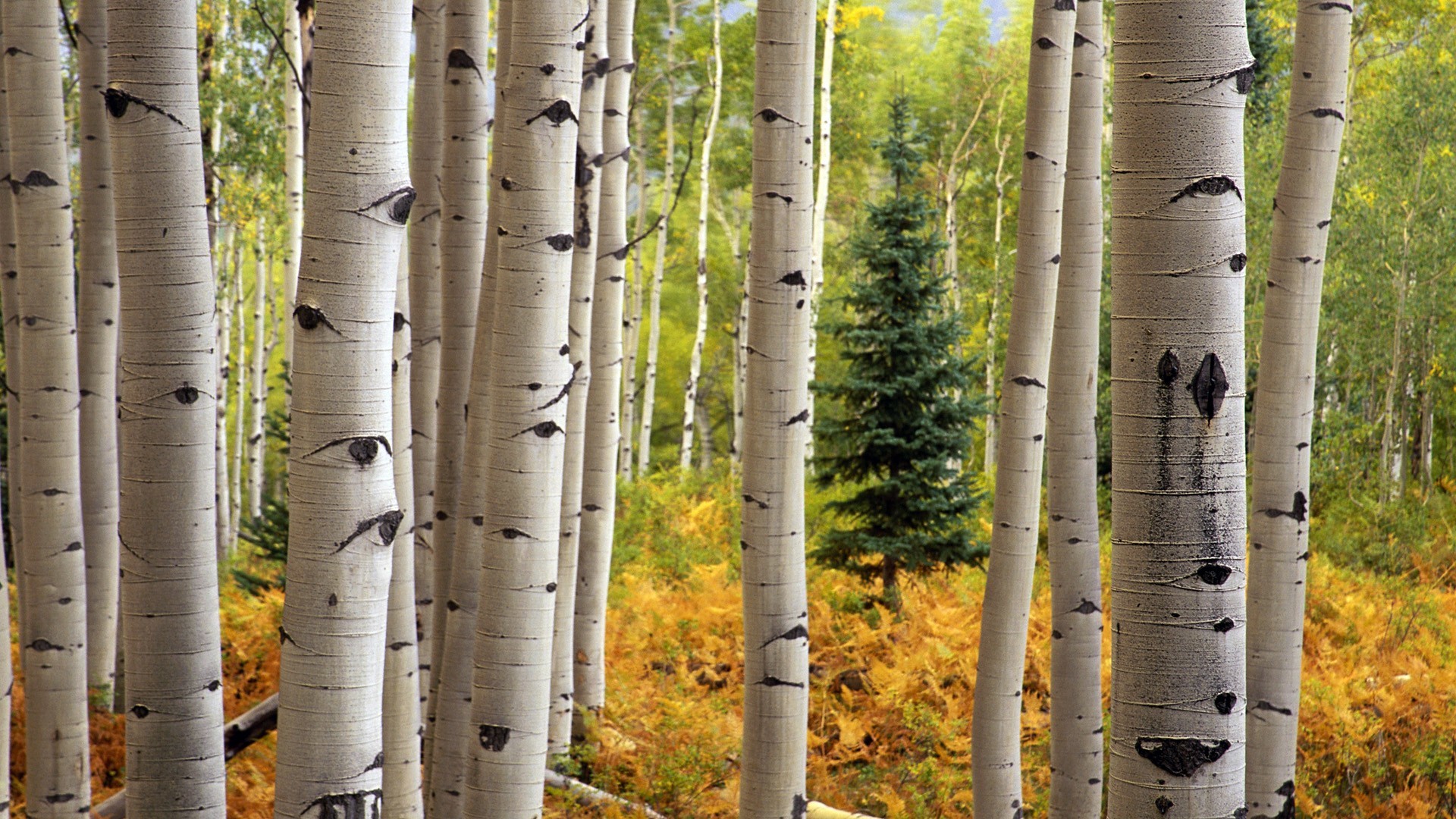 Quaking Aspen: The most beautiful tree