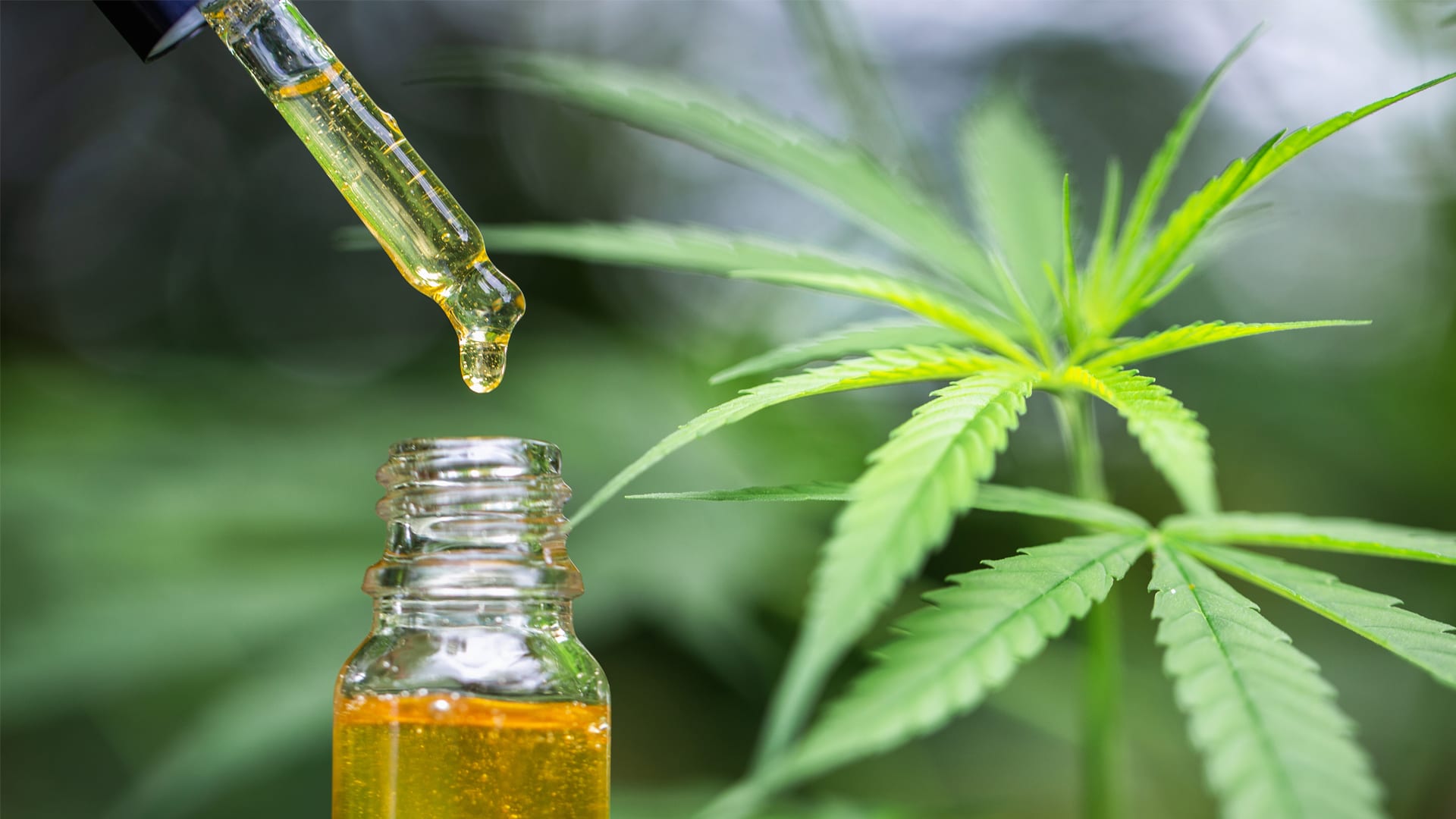 CBD Therapy, the best online store to buy Cannabis lights safely